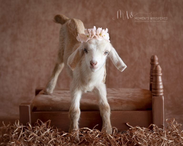 Newborn Baby, I mean Kid, I mean Goat!