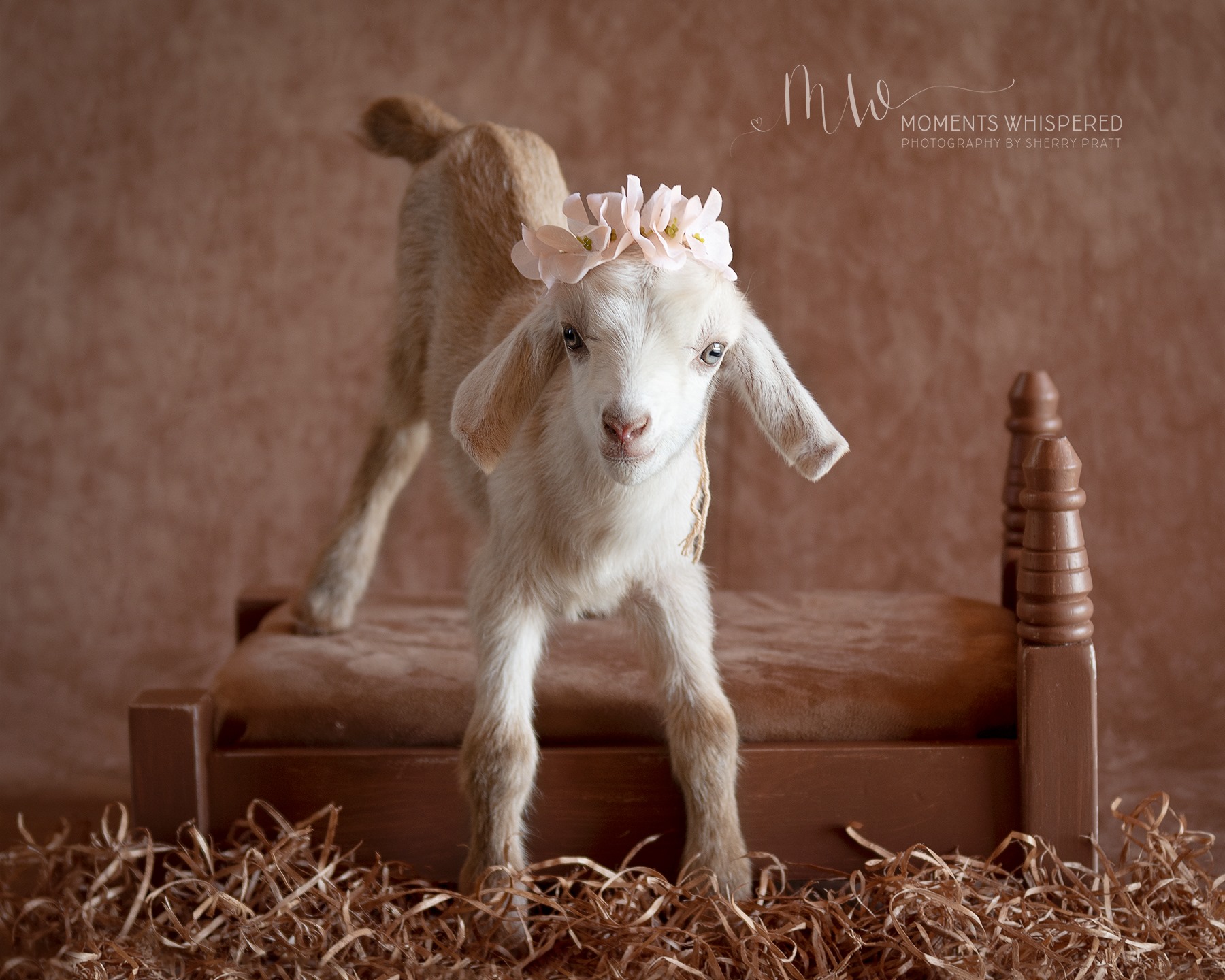 goat baby, baby goat, kid, newborn goat, animal, baby animal, portrait session, pet portrait, photography, photographer